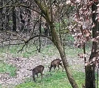 Da Simone Podere Santi Lucia E Pietro Kır Evi Siena